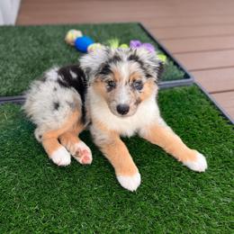 Australian Shepherd Puppies from Malin Family Aussies