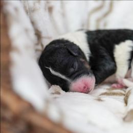 Violet - Tri-color female Bernedoodle puppy in Delta, Pennsylvania from KEE Bernedoodles