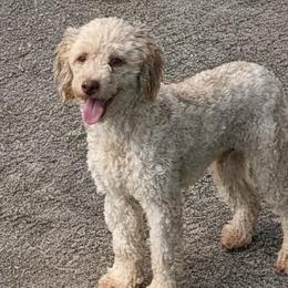 Bruce - Poodle