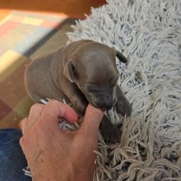 Italian Greyhound Puppies from Fisher Link