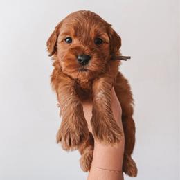 Oak (Silver) - Red  male Goldendoodle puppy in Beaverton, Oregon from Henry Elliots
