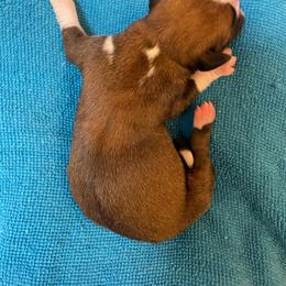 Tyler White - Fawn male Boxer puppy in Willard, North Carolina from Boone’s Boxers of North Carolina