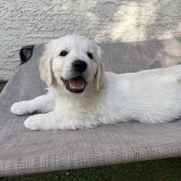 Golden Retriever Puppies from Loposky Goldens