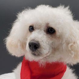 Murphy - Poodle