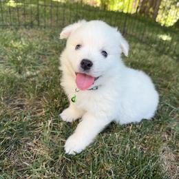 Knox - White male American Eskimo Dog puppy in Placerville, California from White Gypsy Ranch