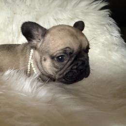 French Bulldog Puppies from Yellowstone Frenchies