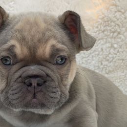 Boy 2 - French Bulldog puppy in Perris, California from Ultra Paws Plus