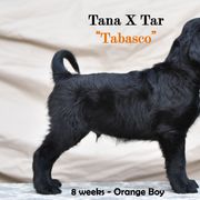 Flat-Coated Retriever Puppies from DesertFire Flat-Coated Retrievers
