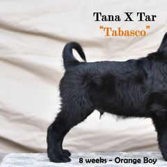 Flat-Coated Retriever Puppies from DesertFire Flat-Coated Retrievers