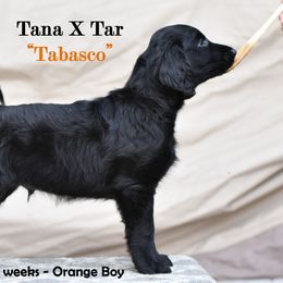 Flat-Coated Retriever Puppies from DesertFire Flat-Coated Retrievers