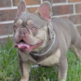 French Bulldogs from Nola Boy Frenchies