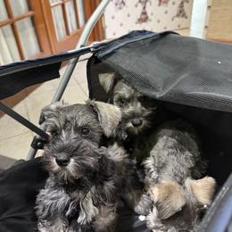 Miniature Schnauzer, Poodle, and Yorkshire Terrier All Grown Up from Ruby the poodle