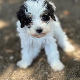 Love - Black and white female Bernedoodle puppy in Longmont, Colorado from Colorado Miniature Bernedoodle Puppies