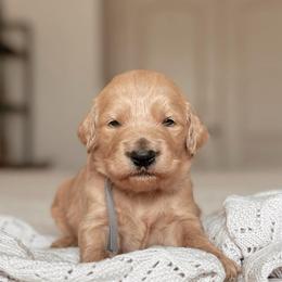 Chandler Bing, Boy - Red  male Goldendoodle puppy in Maricopa, Arizona from Desert Ridge Doodles