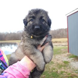 German Shepherd Puppies from Von Hoene Heritage Shepherds