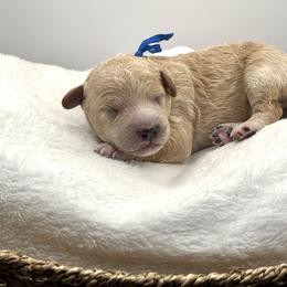Greg Brady - Apricot male Goldendoodle puppy in O'fallon, Missouri from Rockin R Doodles