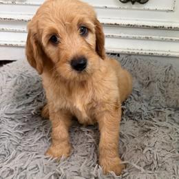 Meadow - Apricot female Goldendoodle puppy in Pensacola, Florida from Goldendoodles Love You in Pensacola Friend Edition