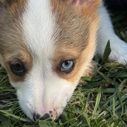 Pembroke Welsh Corgi Puppies from Ruidoso's Crowned Companions