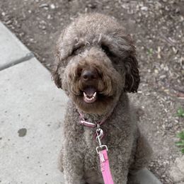 Charlie - Goldendoodle