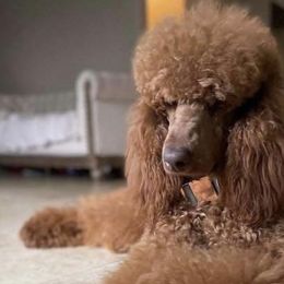 Poodles from Robinsnest Poodles