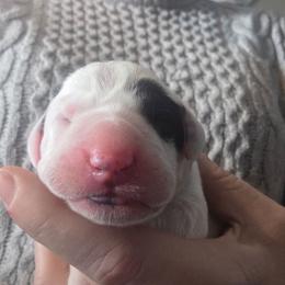 Zeus (Black) - White and black male Dalmatian puppy in Palmer, Massachusetts from Delaney's Dalmatians 2