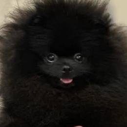 Pomeranian puppies from Poetry Poms