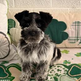Legacy - Miniature Schnauzer