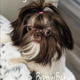 Reagan 3800.00 - Liver and white female Shih Tzu puppy in Michigan from Breny