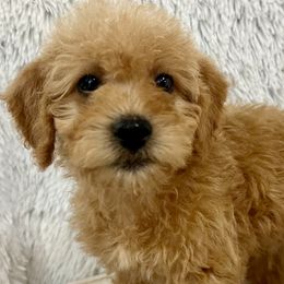 Boy 3 - Caramel Australian Labradoodle puppy in Peoria, Arizona from Kalolabradoodles