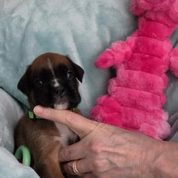Green girl - Fawn female Boxer puppy in Titusville, Florida from Saskobox