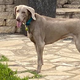 Weimaraner All Grown Up from Brooksburg Weimaraners