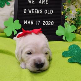 Red collar girl - Light golden female Golden Retriever puppy in Rochester, Washington from Grand Mound Goldens