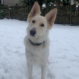 Quinn - Shiloh Shepherd