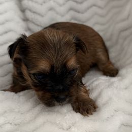Silver - Black and gold male Yorkshire Terrier puppy in Lexington, North Carolina from Silver Valley Yorkies