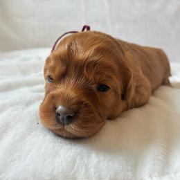Syrup - Red female Cavapoo puppy in Adrian, Oregon from ApplebyFarm