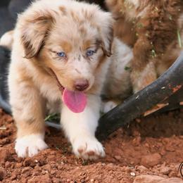 Chilli (Lagertha) - Red merle female Australian Shepherd puppy in Tuscola, Texas from Rockin D Ranch