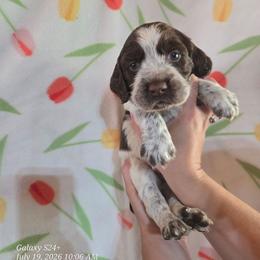 Boy 7 DURIAN - Liver white and roan male English Springer Spaniel puppy in Saginaw, Michigan from Kemerer Springers