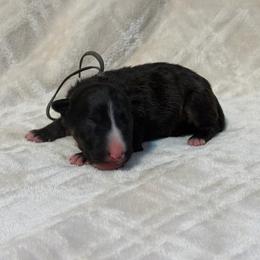 Boy 8 - Black brindle and white male Bull Terrier puppy in Texas from The Bull Terrier Breeder