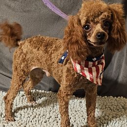 Teteo - Poodle