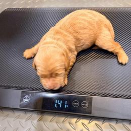 Leia - Apricot female Goldendoodle puppy in Anthem/Phoenix, Arizona from Ironwood Doodles