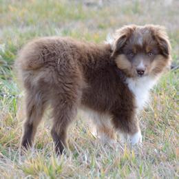 Hickory - male Toy Australian Shepherd puppy in Bly, Oregon from Apacheblus Toy Aussies