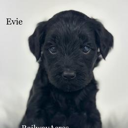 Evie - Black female Goldendoodle puppy in Milford, Indiana from Railway Acres Kennel
