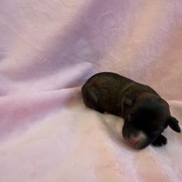 Renne - Gold sable female Havana Silk Dog puppy in Marlboro, Vermont from Maplewood Silks