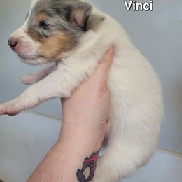 Vinci - Blue merle and white male Collie puppy in Mattoon, Illinois from Gold Leaf Collies