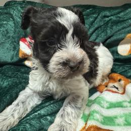 Cane - Parti male Miniature Schnauzer puppy in Pearland, Texas from K & S Schnauzers