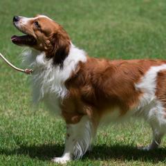 Irish Water Spaniel and Nederlandse Kooikerhondje All Grown Up from Madcap