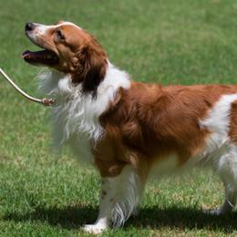 Irish Water Spaniel and Nederlandse Kooikerhondje All Grown Up from Madcap