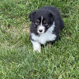 Clover - Black tri-color female Australian Shepherd puppy in Paris, Kentucky from Silverstone Kennel