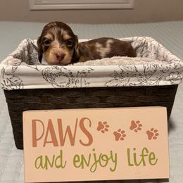 Chocolate and Cream Dapple Girl (dark) - Dapple female Dachshund puppy in Fontana, California from Oscar Meyer’s Weenies