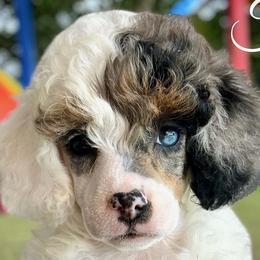 Assorted Doodle Crosses, Goldendoodles, and Poodles from The Puppy Acres